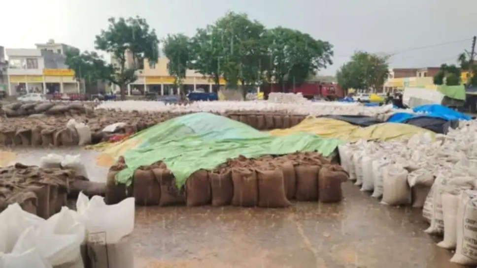 हरियाणा न्यूज़: किसानों को दोहरा झटका.बारिश के कारण मंडियों में भीगा चावल, हड़ताल के कारण नहीं हो पा रहा खरीद और उठान