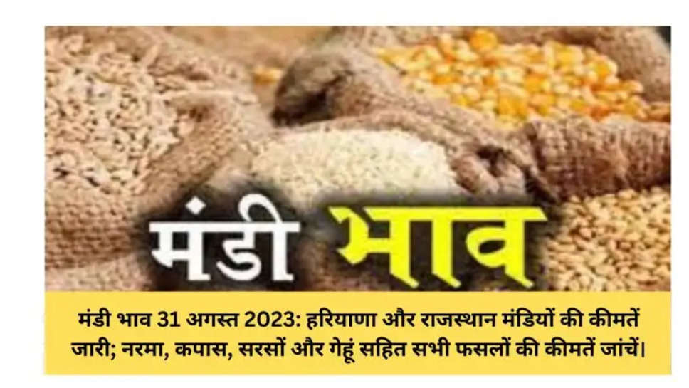 मंडी भाव 31 अगस्त 2023: हरियाणा और राजस्थान मंडियों की कीमतें जारी; नरमा, कपास, सरसों और गेहूं सहित सभी फसलों की कीमतें जांचें।