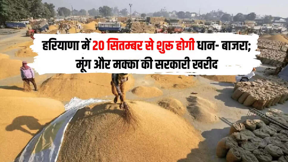 हरियाणा में 20 सितम्बर से शुरू होगी धान- बाजरा; मूंग और मक्का की सरकारी खरीद